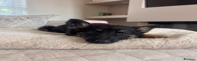 German Shepherd 5