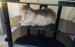 Persian cats for sale: Pure Persian Kitten  - Advert 3