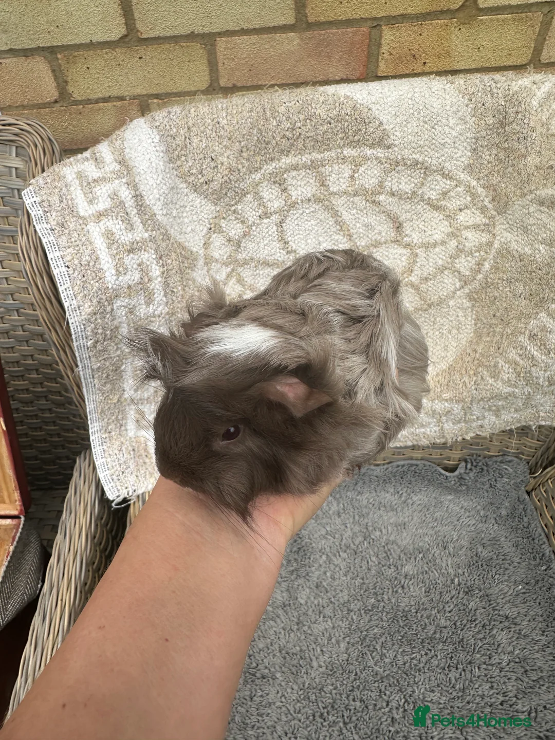 Guinea Pig rodents for sale: 2 long haired baby Peruvian boy guinea pigs. - Advert 14