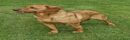 Labrador Retriever dogs for sale: 5 YROLD H/TESTED FOX RED LABRADOR BITCH FOR REHOME - Advert 3