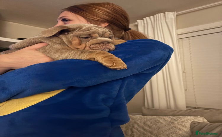 English Bulldog dogs - Advert 1