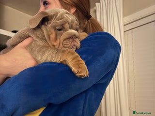 English Bulldog dogs - Advert 10