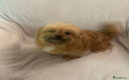 Mixed Breed dogs for sale: Shih-tzu x Pomeranian puppies for sale - Image 3