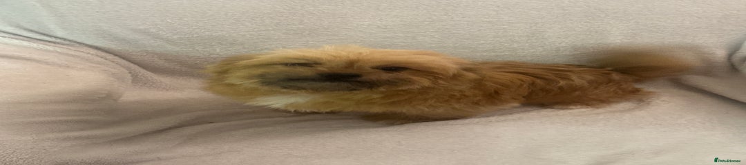 Mixed Breed Puppy 2