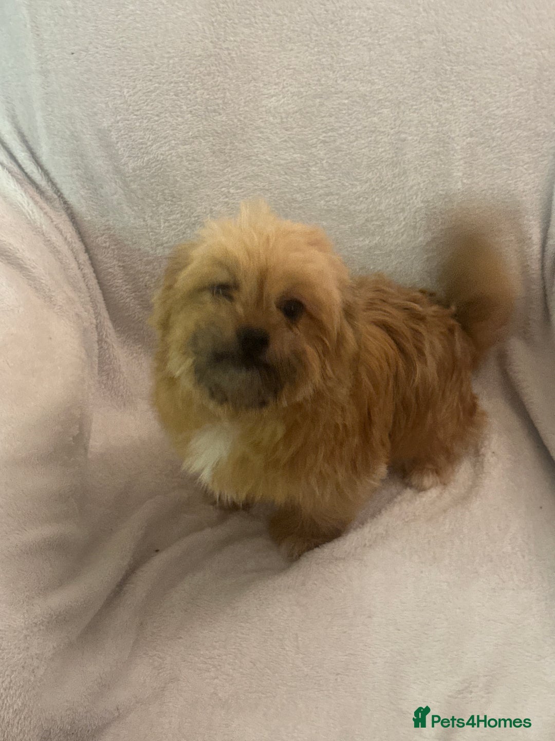 Mixed Breed dogs for sale: Shih-tzu x Pomeranian puppies for sale - Image 3