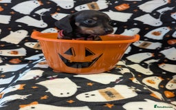 Miniature Dachshund dogs for sale:  Beautiful Miniature dashound puppies  - Image 6