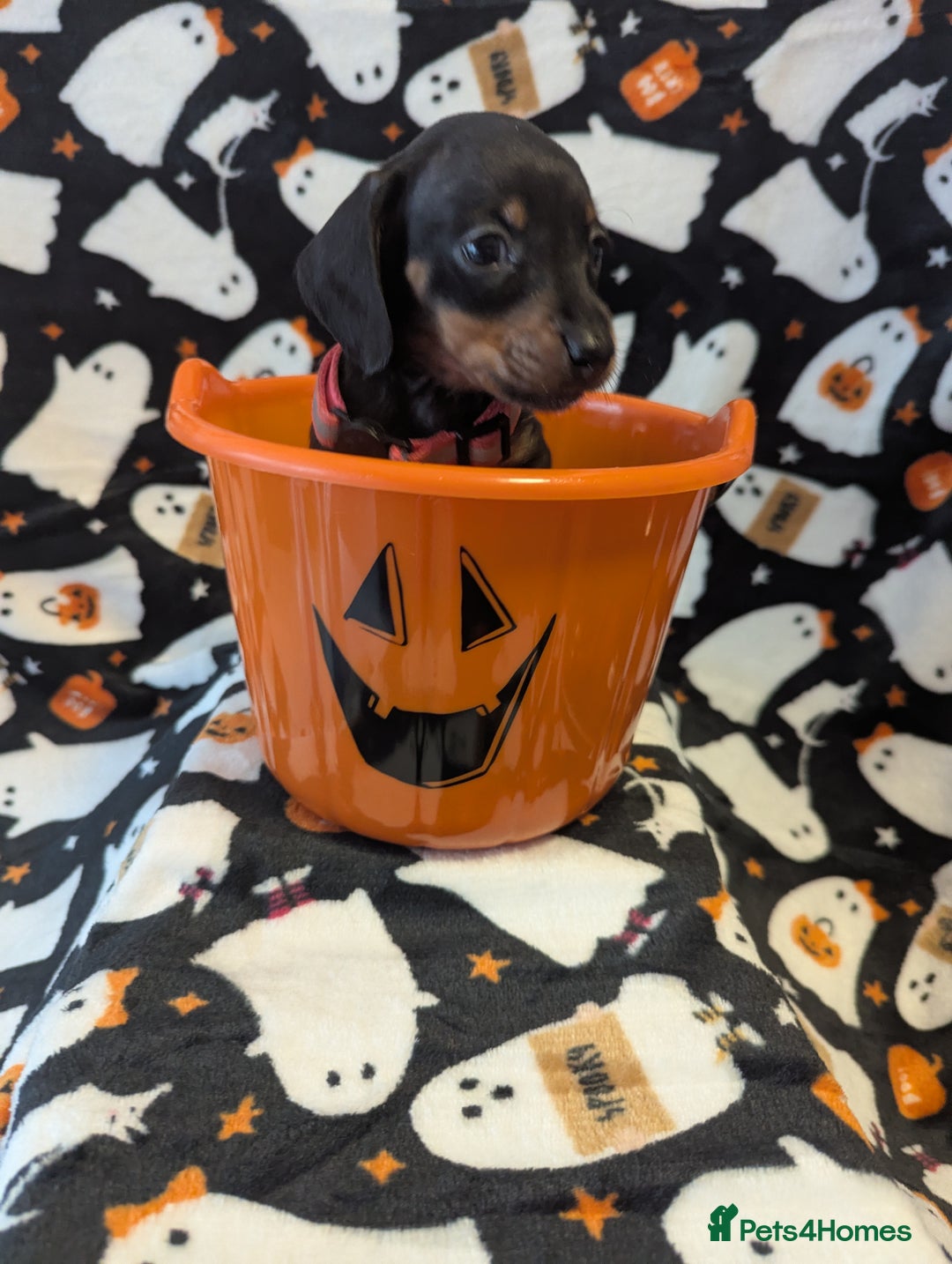 Miniature Dachshund dogs for sale:  Beautiful Miniature dashound puppies  - Image 6