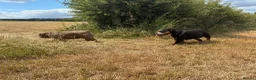 English Bulldog dogs for sale: Two English bulldogs  - Advert 5