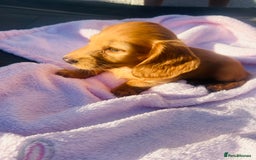 Miniature Dachshund dogs for sale: ⭐️Last two⭐️Long Hair KC Reg miniature Dashunds  - Image 18