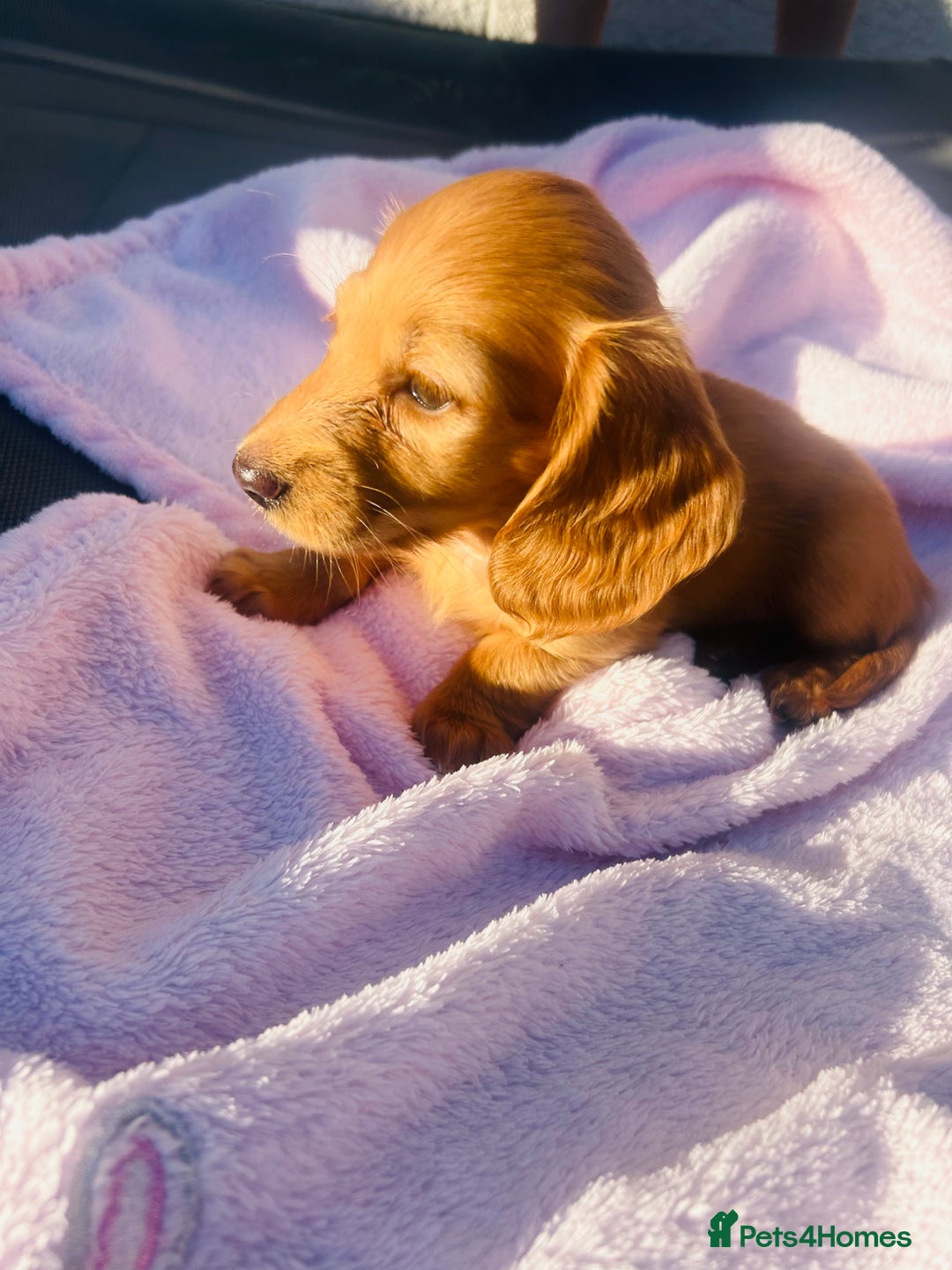 Miniature Dachshund dogs for sale: ⭐️Last two⭐️Long Hair KC Reg miniature Dashunds  - Image 18