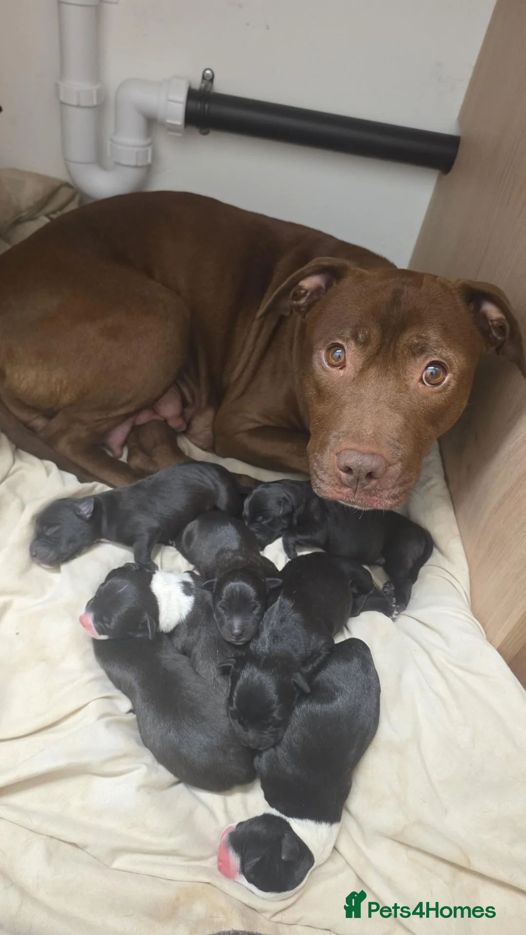 Mixed Breed dogs for sale: Staffy Cross puppies for sale  in York - Advert 2