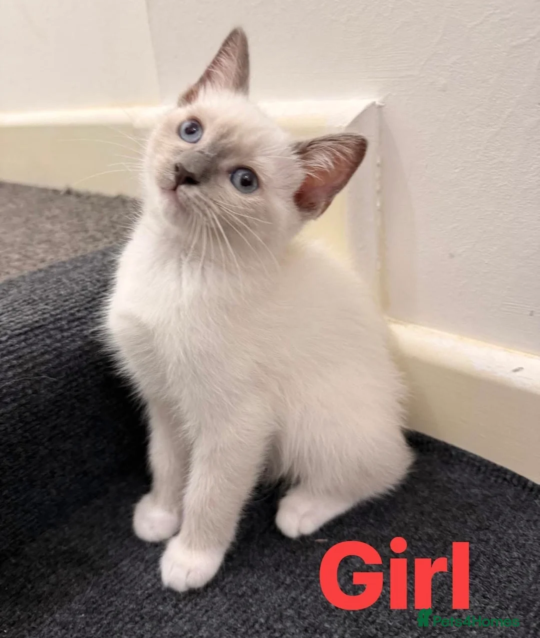 Ragdoll cats for sale: Adorable Ragdoll kittens ( mixt) for sale - Advert 2