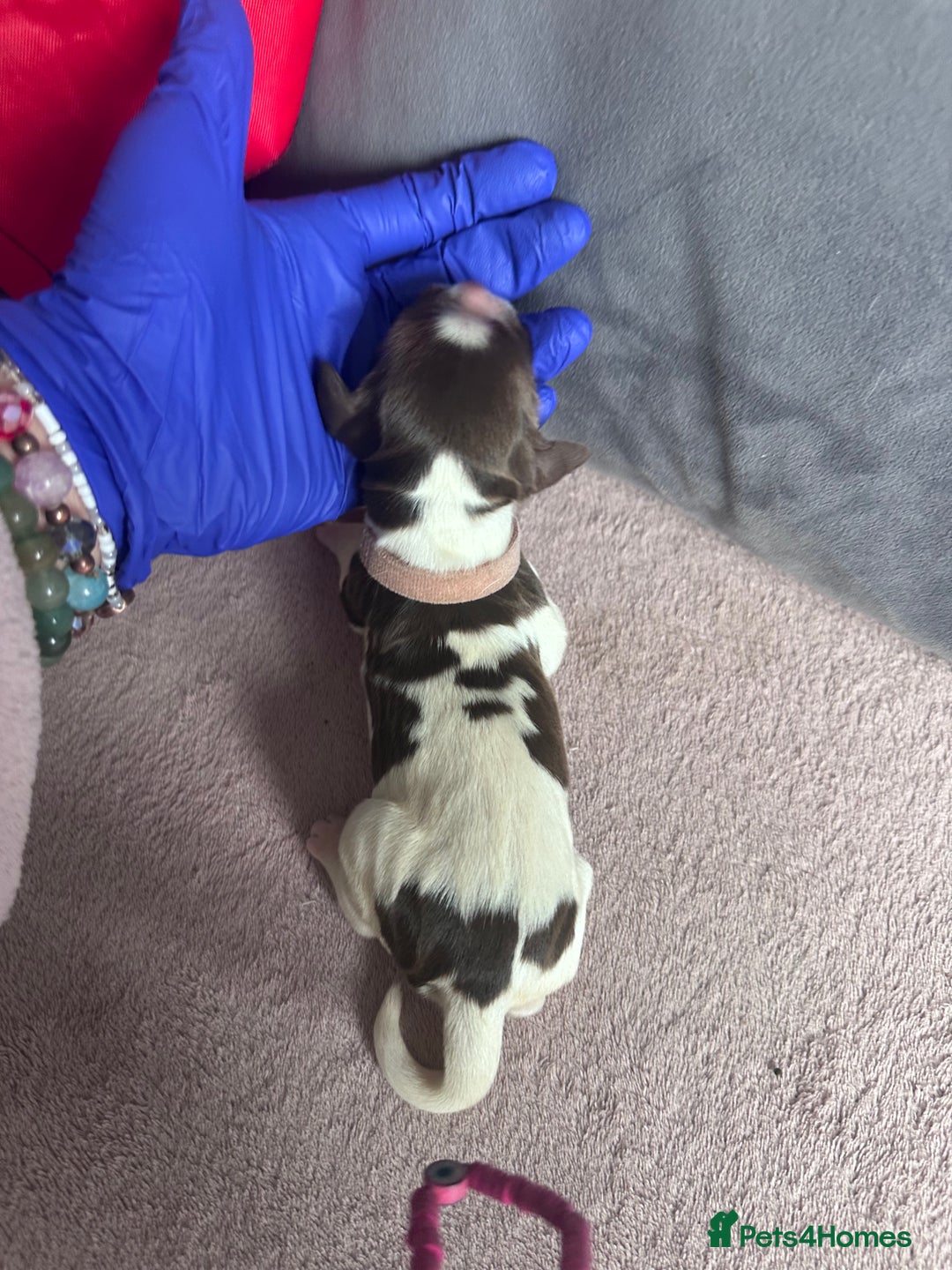 English Springer Spaniel dogs for sale: English springer spaniel.Ready to leave 21/11/25 - Image 10