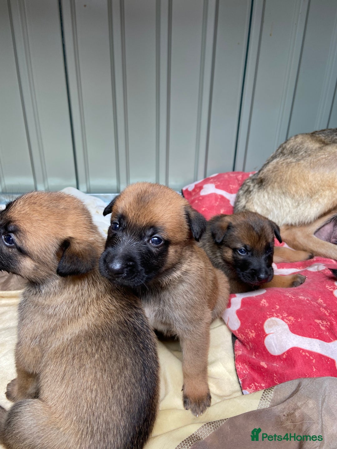 Belgian Shepherd Dog dogs for sale: Belgian Malinois puppy’s  - Image 11
