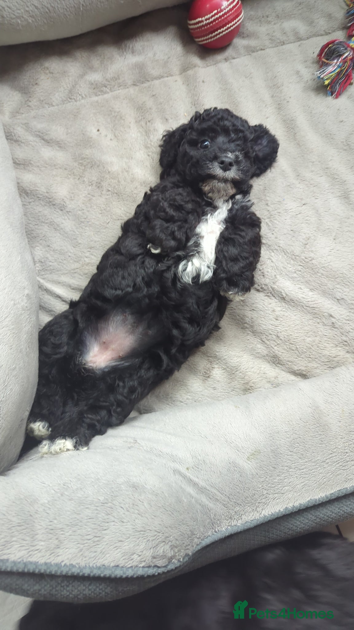 Cavapoochon dogs Cavapoochon puppies  - Advert 2