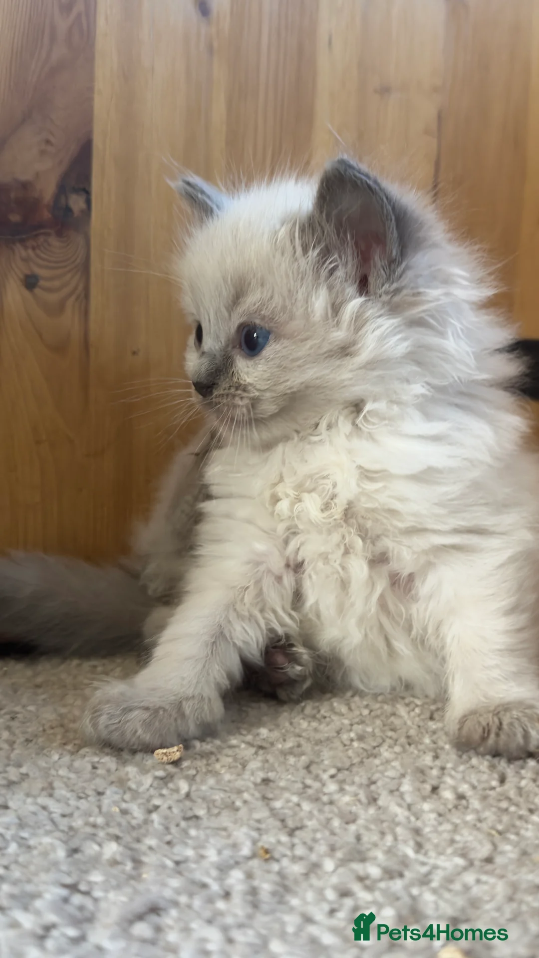 Ragdoll cats for sale: Beautiful ragdoll kittens  - Advert 27