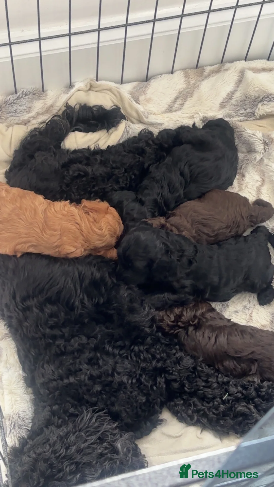 Cockapoo dogs for sale: 🐾Beautiful cockapoo puppies 🐾 - Advert 2