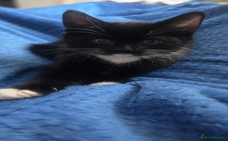 European cats - Advert 2