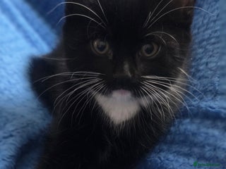 European cats - Advert 1