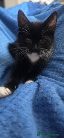 European cats - Advert 2