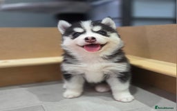 Siberian Husky dogs for sale: Perfect Mini Husky puppies - Image 6