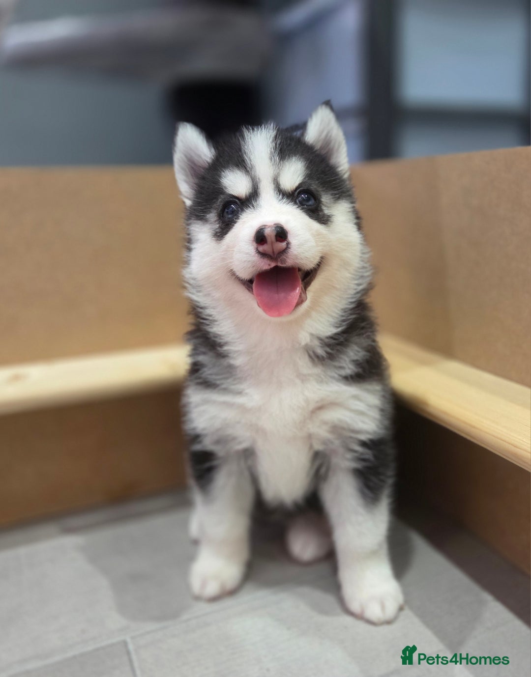 Siberian Husky dogs for sale: Perfect Mini Husky puppies - Image 6