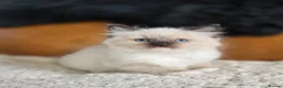 Ragdoll cats for sale: Quality Ragdoll Kittens - Advert 5