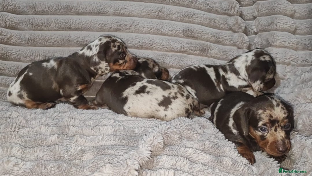 Miniature Dachshund dogs for sale: Miniature Dachshund 1 female left  - Image 19