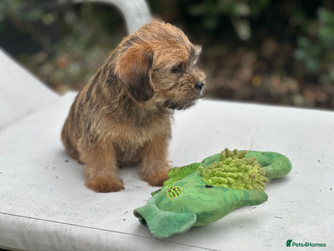 Mixed Breed dogs for sale: Stunning Norfolk terrier x jrt pups ready now - Image 17