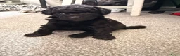 Schnoodle dogs for sale: Toy poodle x mini schnauzer - Advert 9
