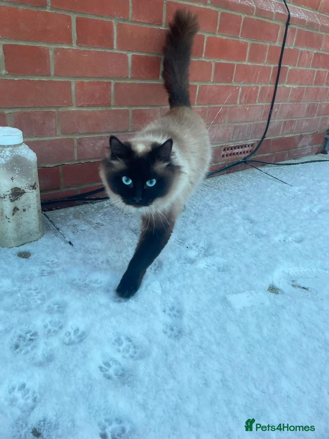 Mixed Breed cats for sale: Beautiful rogdoll cross maincoon xxl kittens  in Colchester - Advert 1