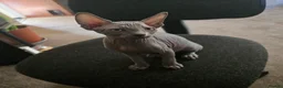 Sphynx cats for sale: Sphynx kittens in Milton Keynes - Advert 22