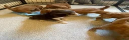 Cockapoo dogs for sale: Beautiful F1 cockapoos - Advert 12