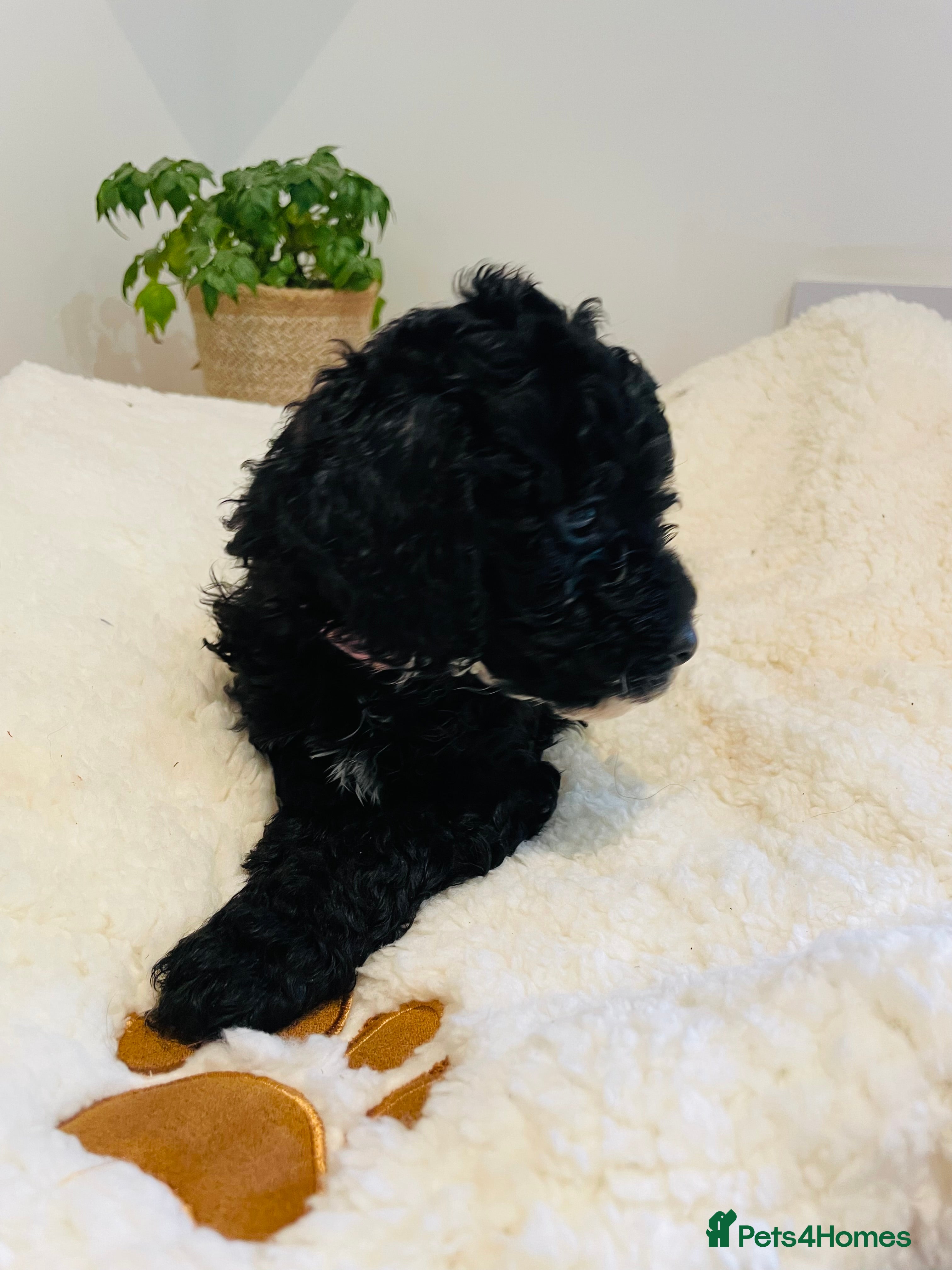 Cockapoo dogs Beautiful F1B Cockapoo Puppy: Only 1 Female Left:  - Advert 9
