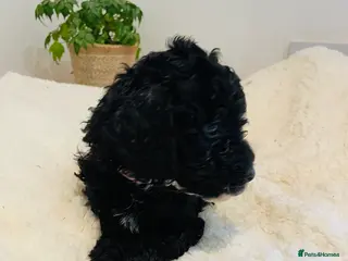 Cockapoo dogs Beautiful F1B Cockapoo Puppy: Only 1 Female Left: - Advert 9