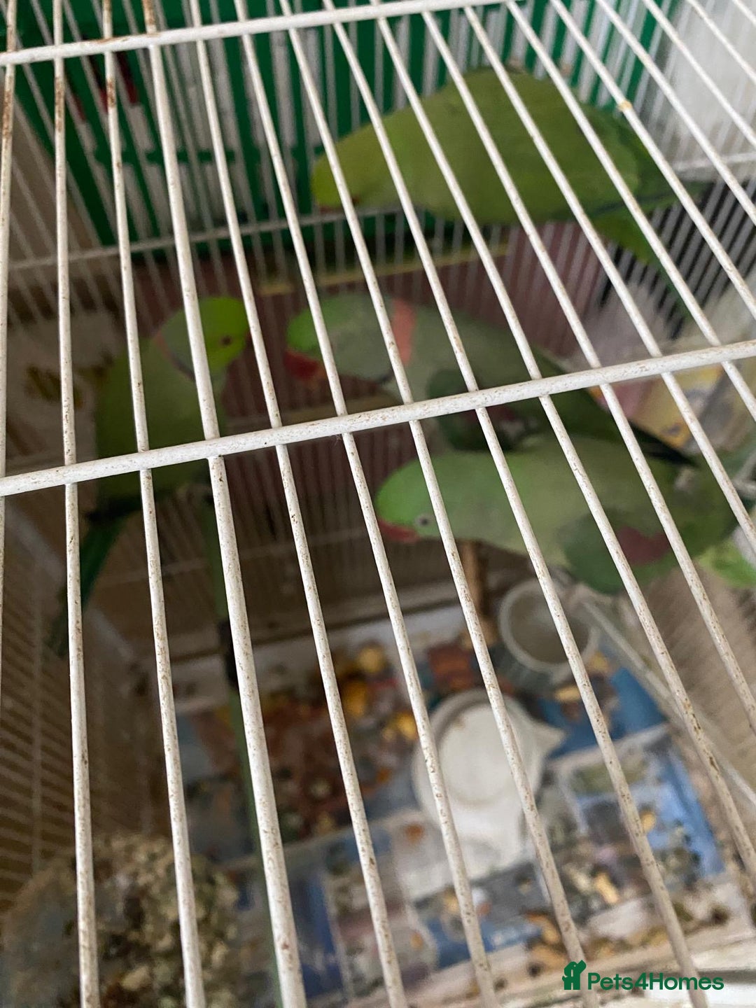 Parrots birds for sale: Alexandra parrots  - Advert 4