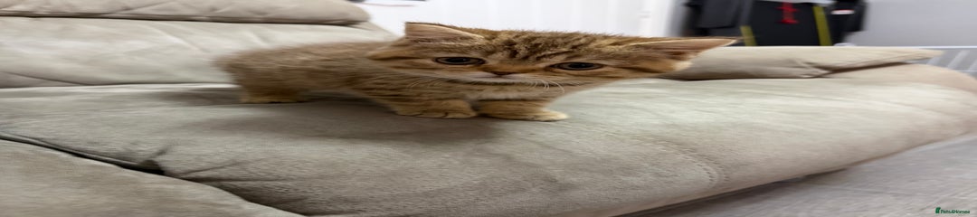 British short hair girl 