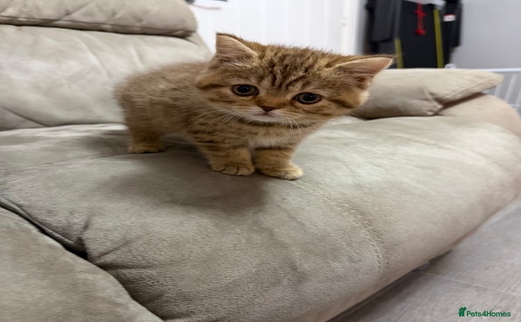 British Shorthair cats Beautiful British short hair kittens  - Advert 9