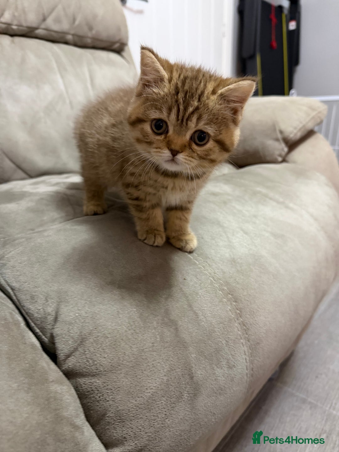 British Shorthair cats for sale: Beautiful British short hair kittens  - Advert 1