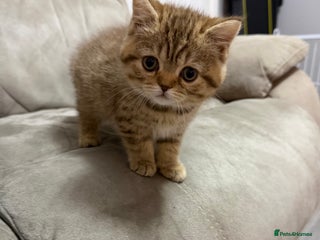 British Shorthair cats Beautiful British short hair kittens - Advert 3