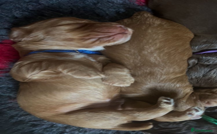 Cocker Spaniel dogs - Advert 3