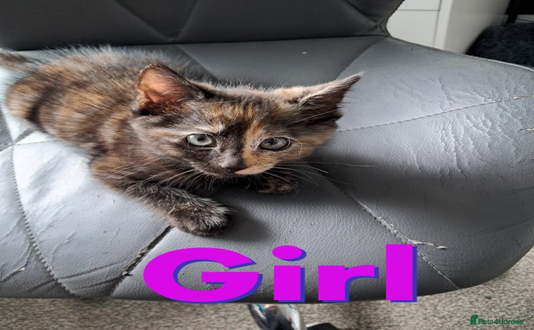 Domestic Shorthair cats - Advert 1