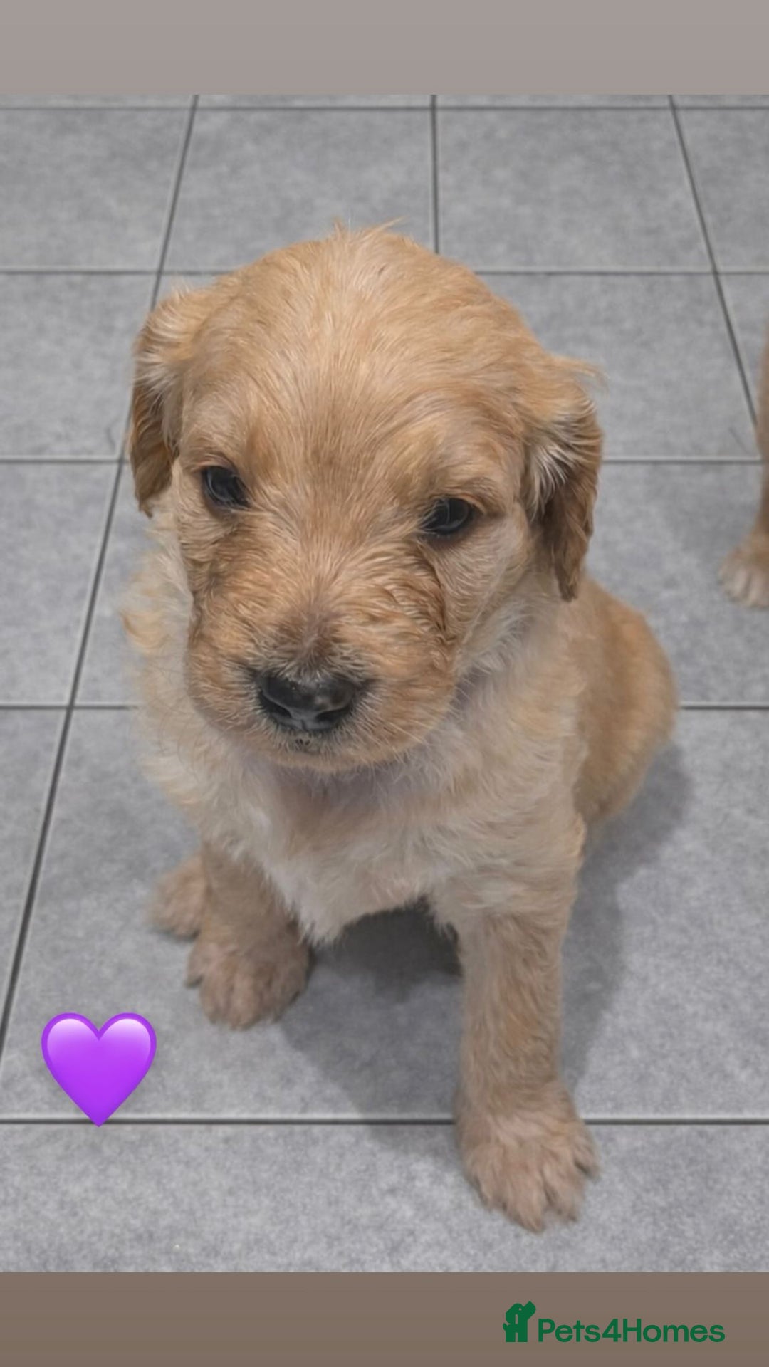 Mixed Breed dogs for sale: Stunning litter of Golden Bernadoodles - Advert 5