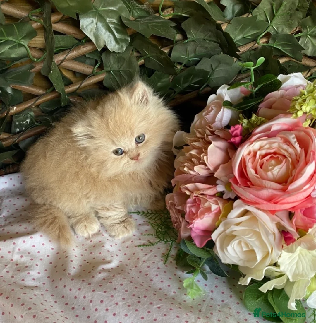 British Longhair cats for sale: British long and shorthair kittens  - Advert 1