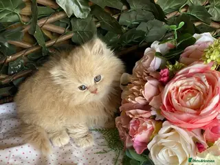 British Longhair cats British long and shorthair kittens - Advert 1