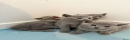 Russian Blue cats for sale: PEDIGREE BLUE RUSSIAN KITTENS  - Advert 18