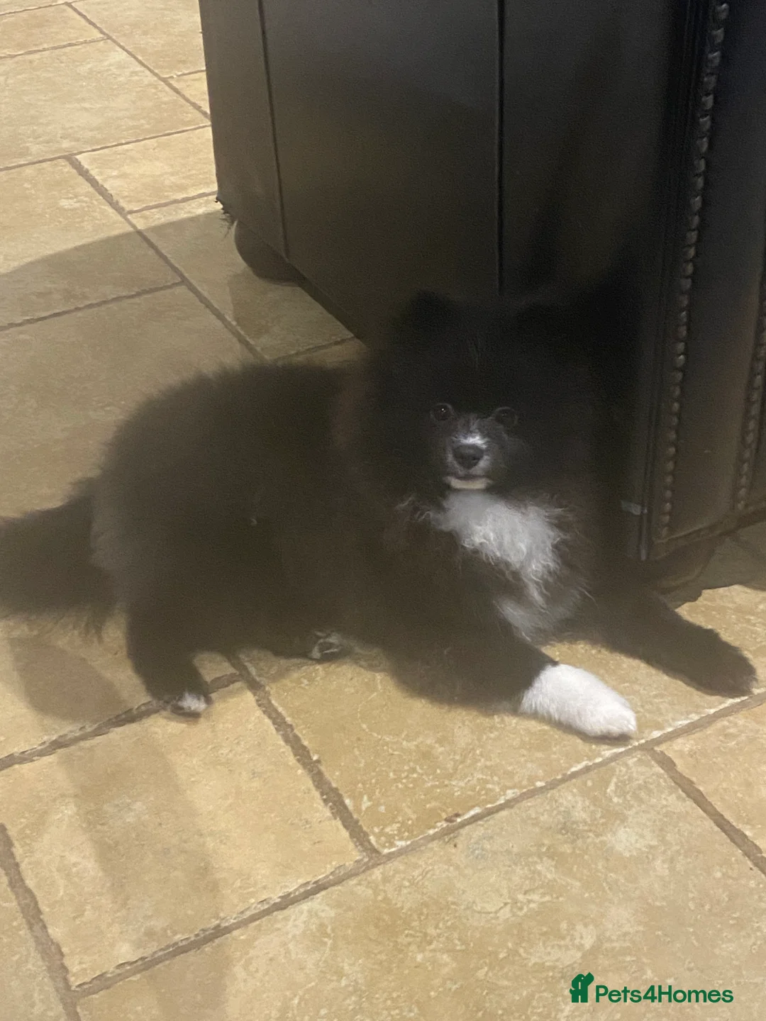 Pomeranian dogs for sale: Adorable fluffy pom puppies - Advert 16
