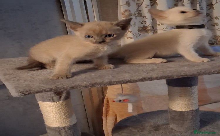 Mixed Breed cats - Advert 2