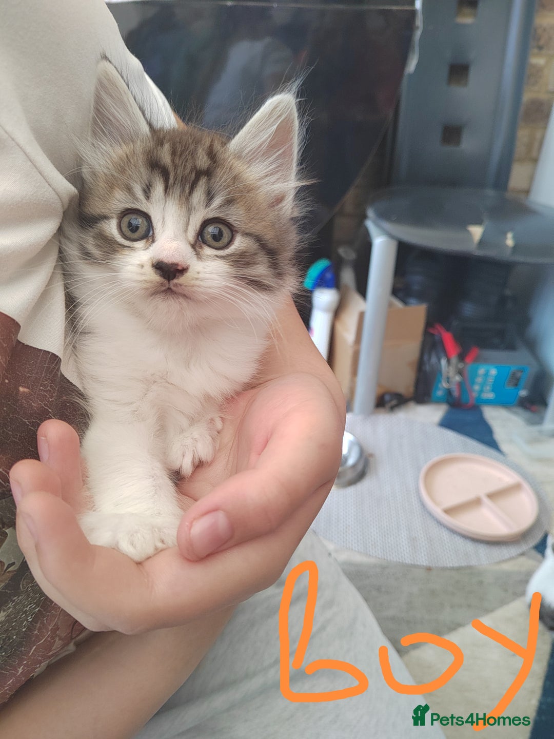 Mixed Breed cats for sale: Kittens - Image 4