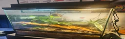 Gecko reptiles for sale: 2 Lilly White Crestes and full set up - Advert 2